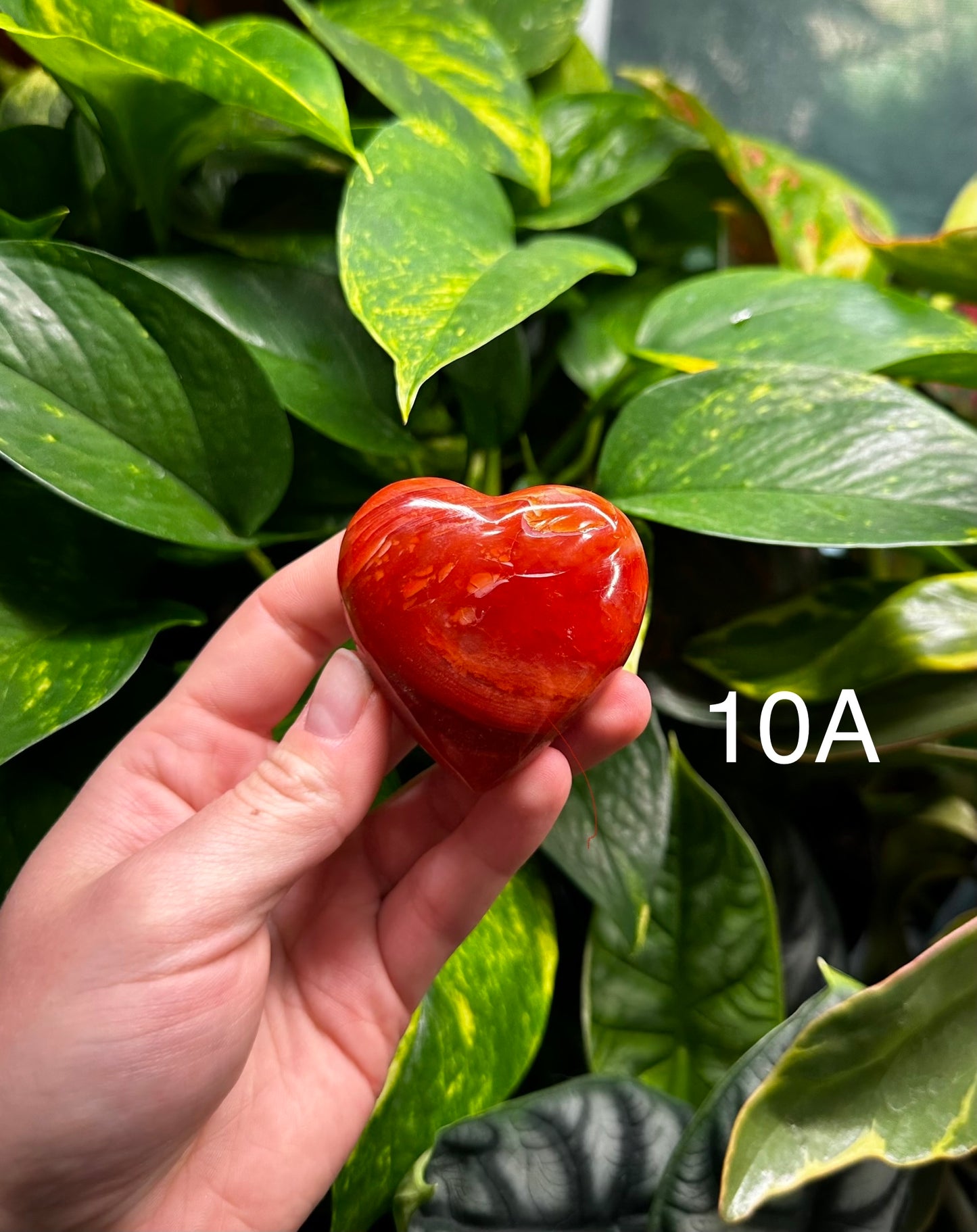 Carnelian Hearts