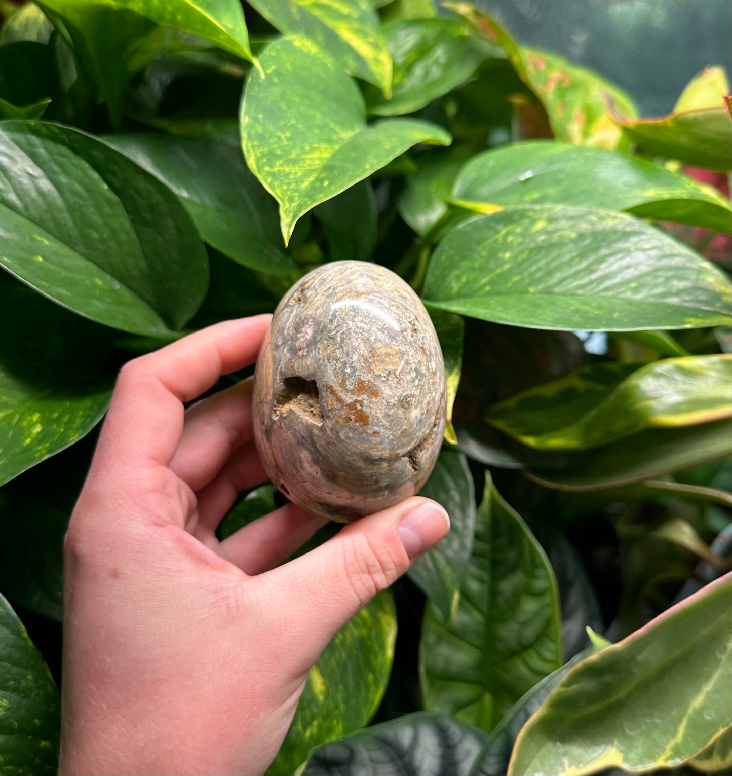 Ocean Jasper Egg