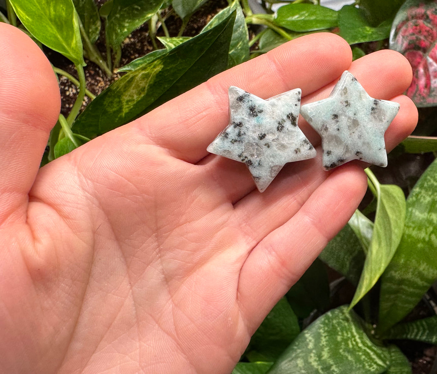 Mini Kiwi Jasper Star